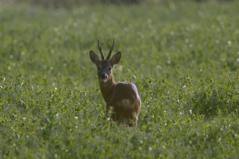 Bock im letzten Abendlicht