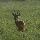 Bock im letzten Abendlicht