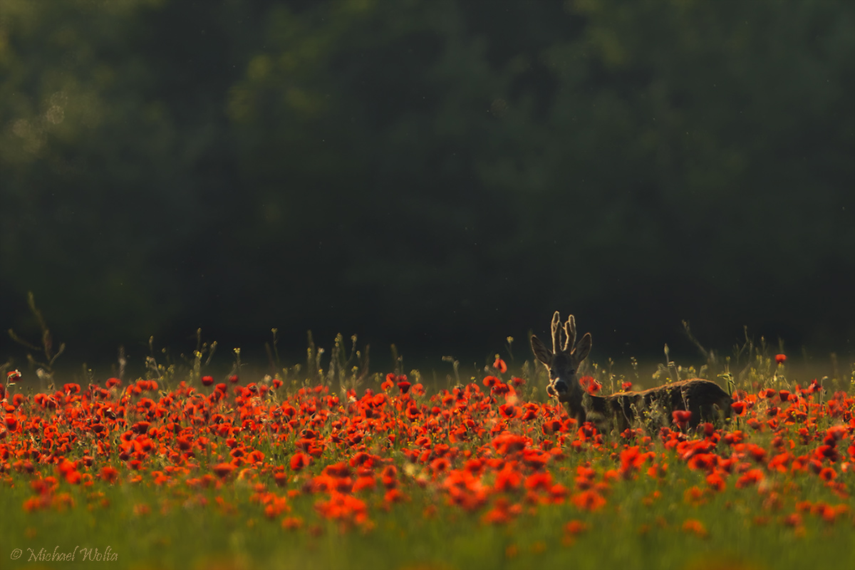 Bock im Mohn