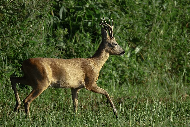 Bock im Morgengrauen