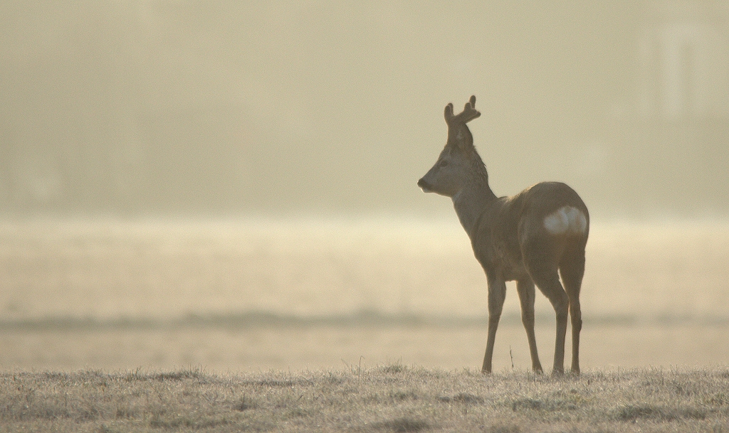 Bock im Morgengrauen