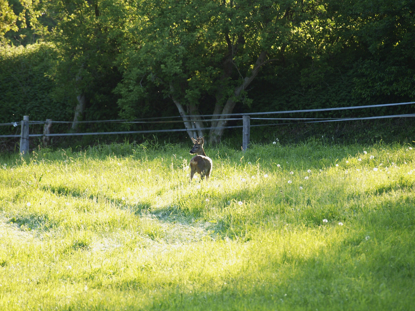 "Bock im Morgenlicht"