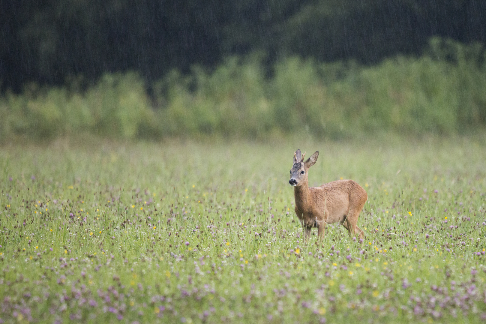 Bock im Regen