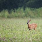 Bock im Regen