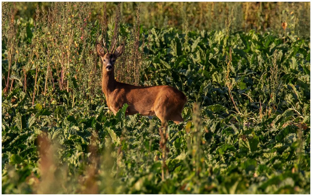 Bock im Rübenacker 