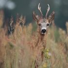 Bock im Sauerampfer