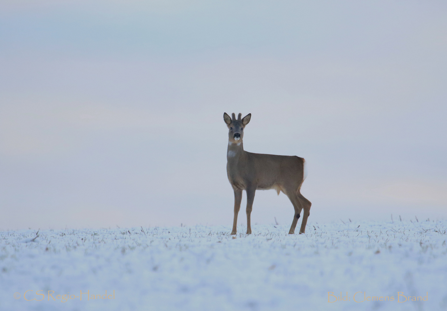 Bock im Schnee (Ohne Arsch in der Hose)