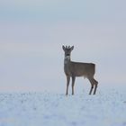 Bock im Schnee (Ohne Arsch in der Hose)