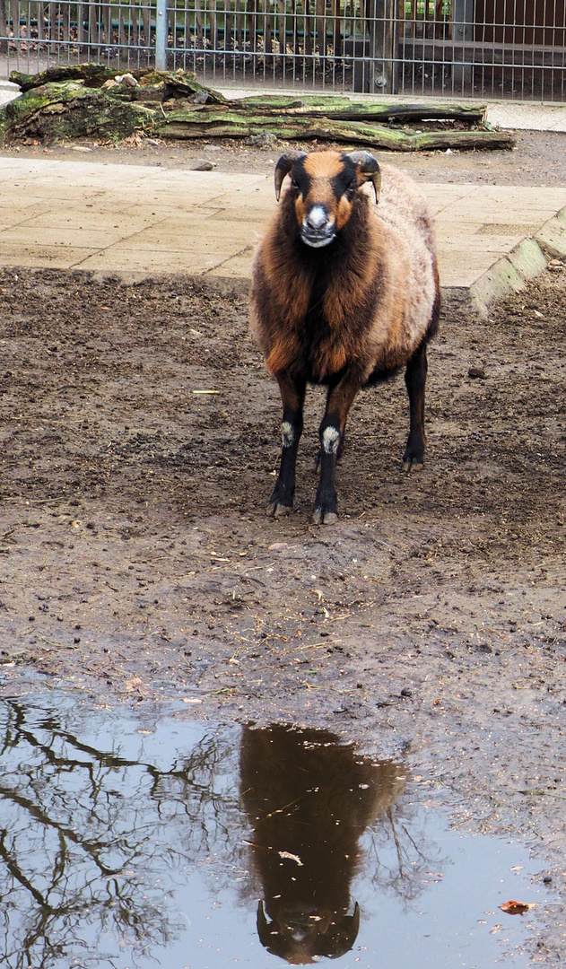 Bock im Spiegel....