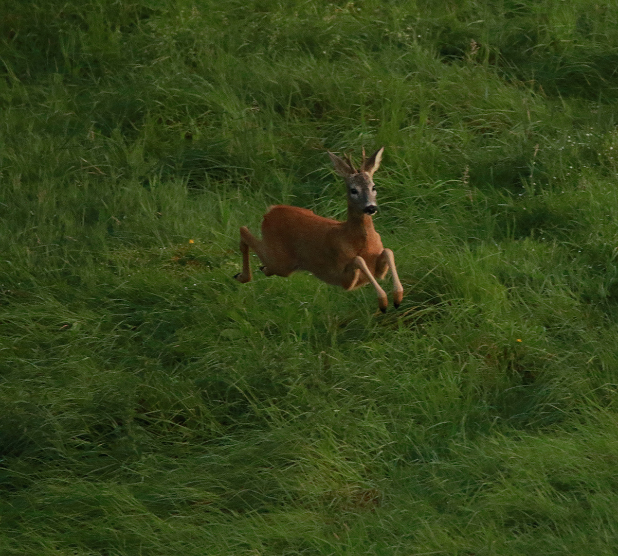 Bock im Sprung