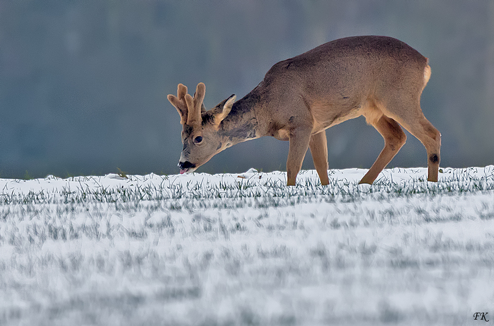     ***   Bock im Wintermantel    ***