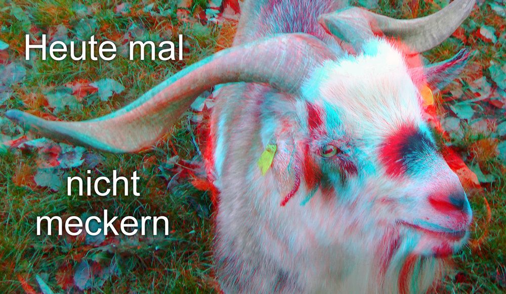 Bock in 3D