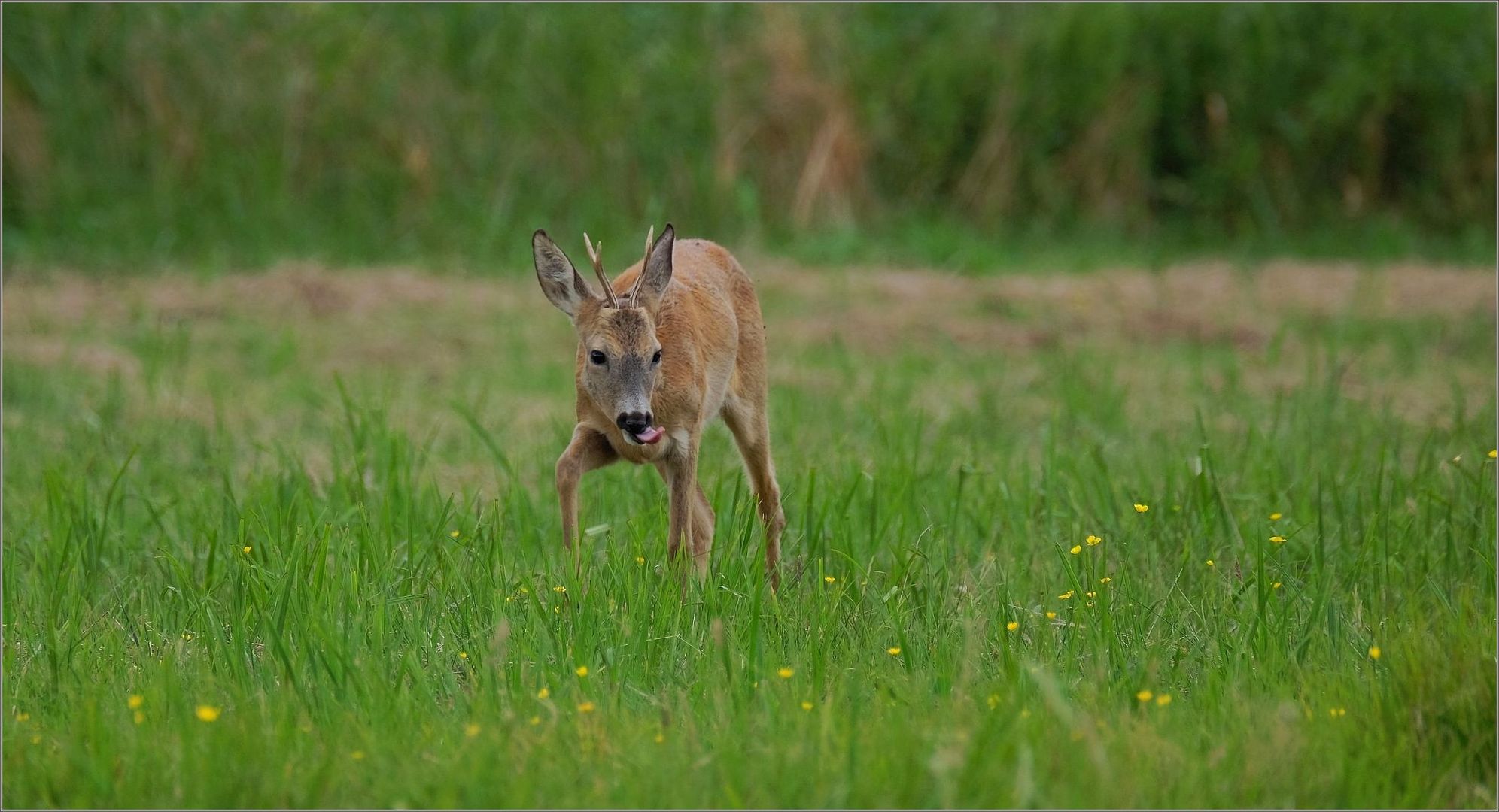 Bock in Annäherung...