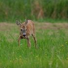 Bock in Annäherung...