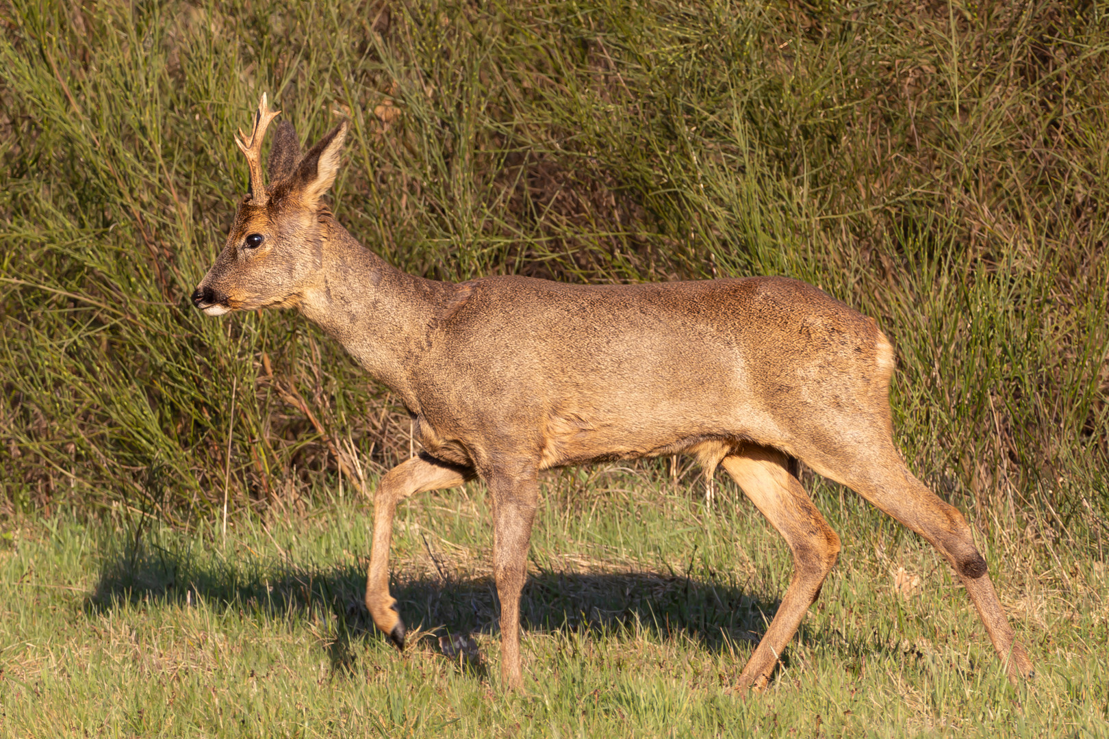 Bock in der Abendsonne