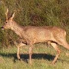 Bock in der Abendsonne