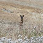 Bock in der Blattzeit hält Ausschau