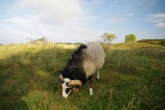 Bock in der Heide