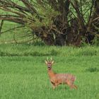 Bock in Rheinhessen