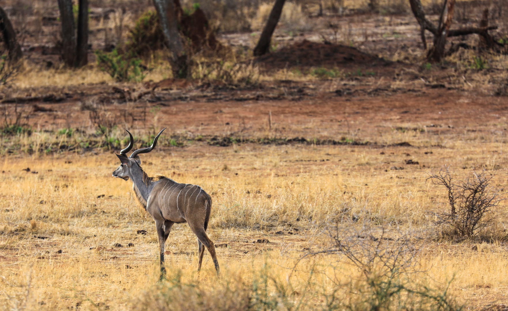 Bock in Tarangire