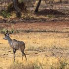 Bock in Tarangire