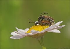 "Bock" - Käfer