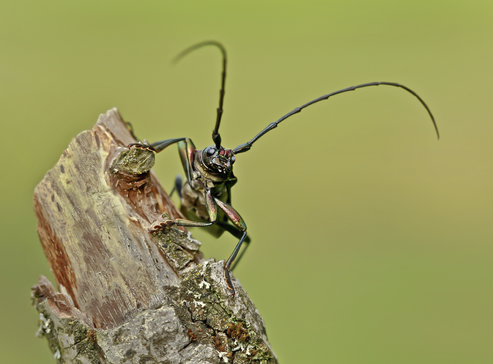 Bock - Käfer