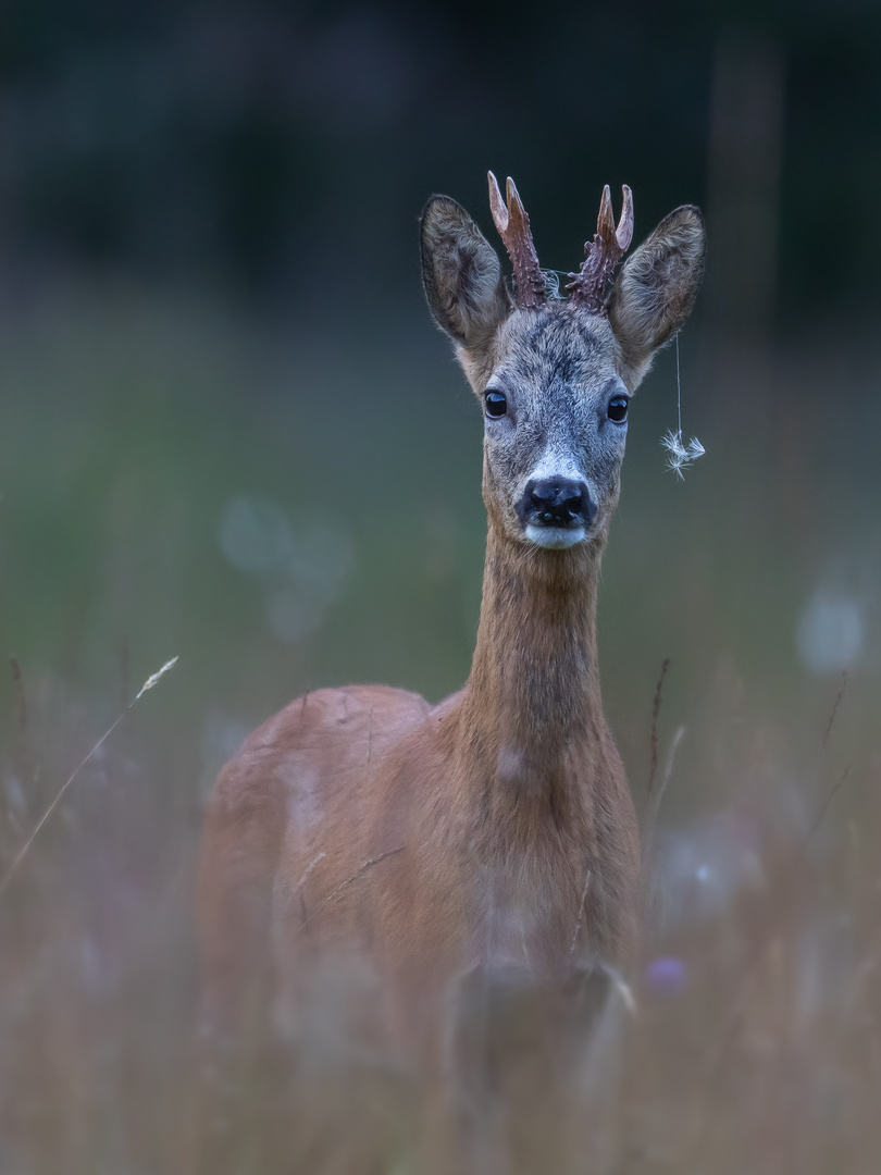 Bock mit Anhänger