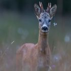 Bock mit Anhänger