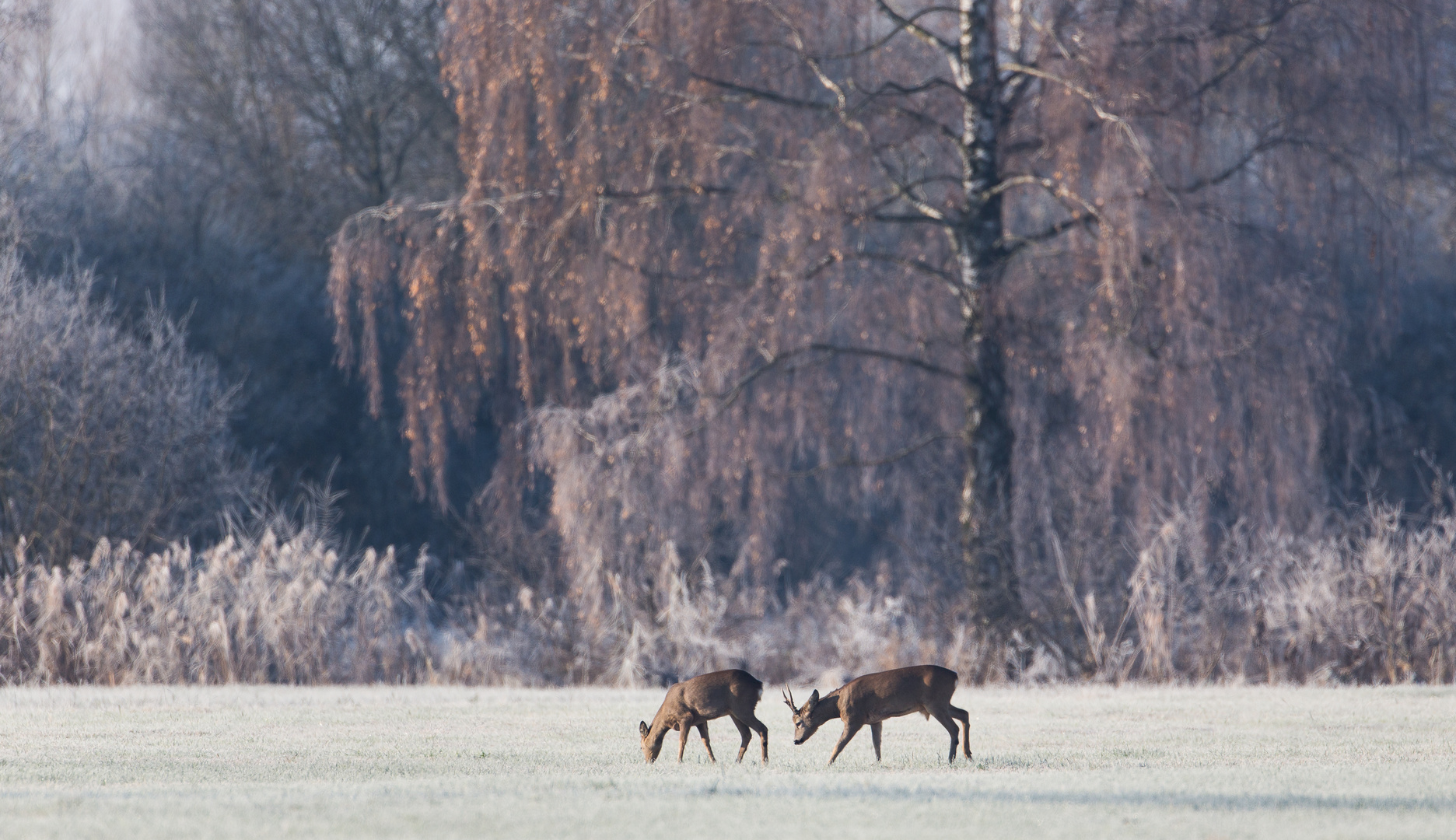 Bock mit Geis...