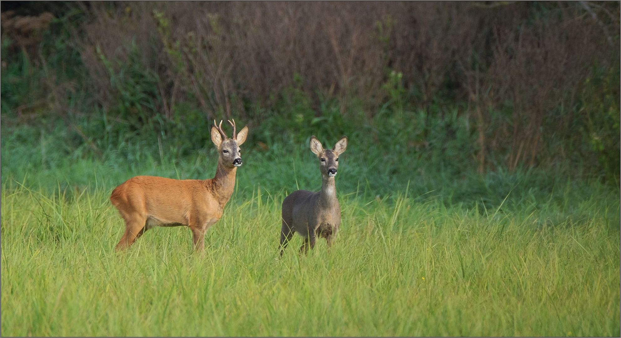 Bock & Ricke