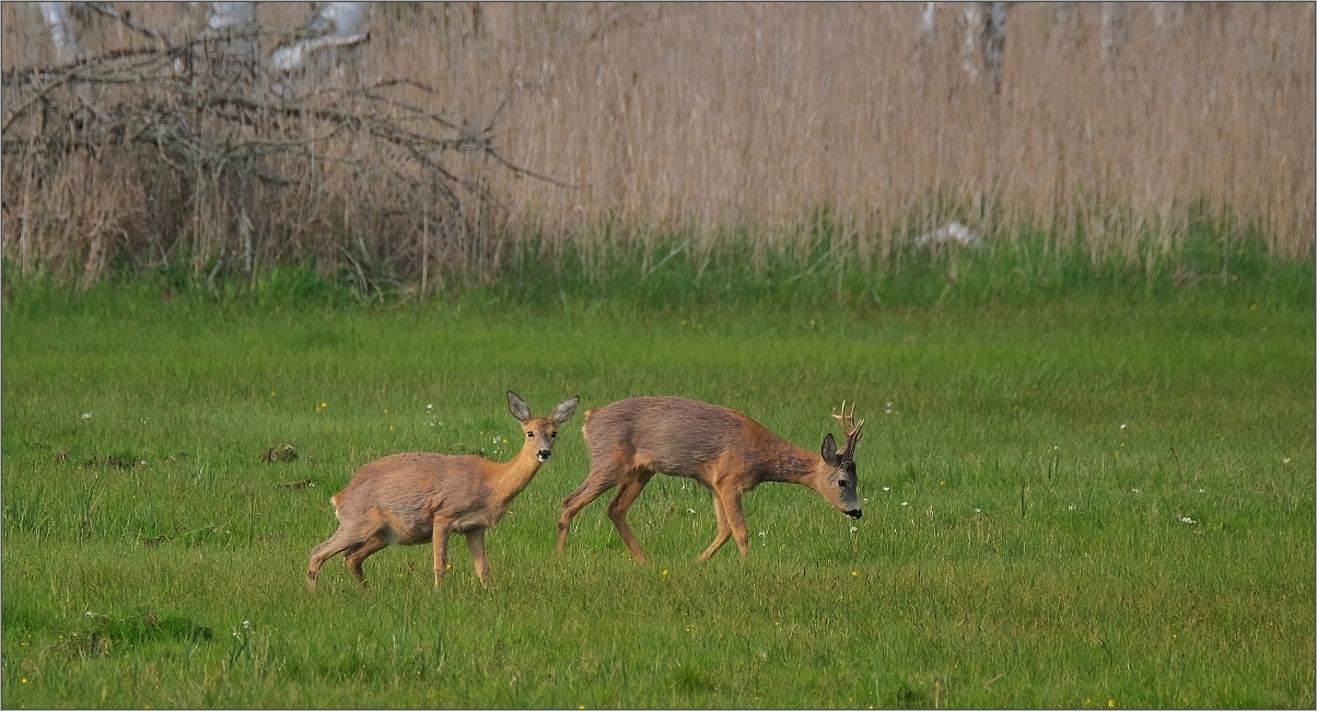 Bock & Ricke