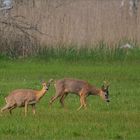 Bock & Ricke