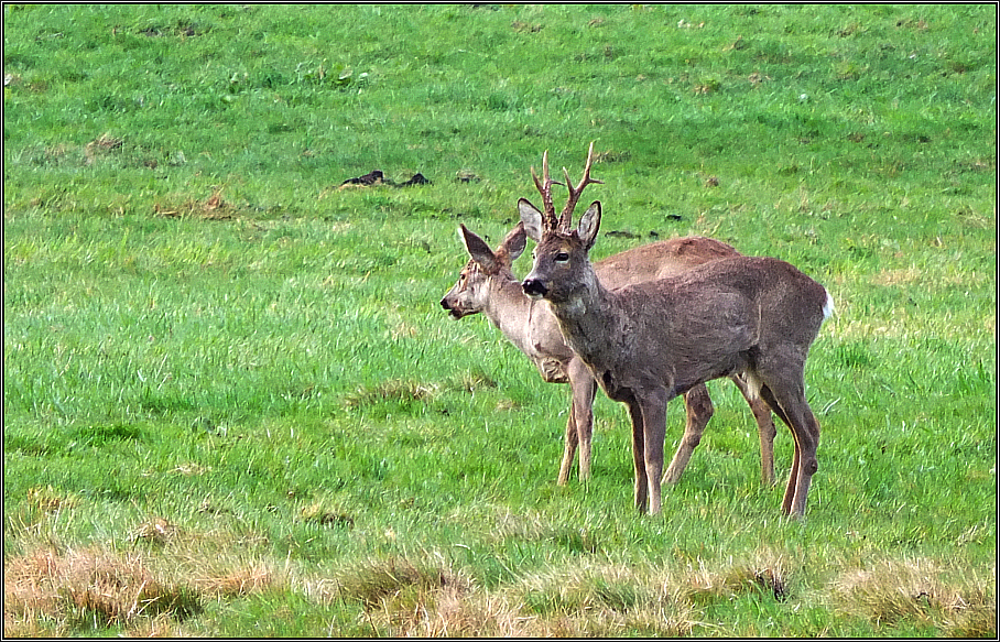 Bock & Ricke