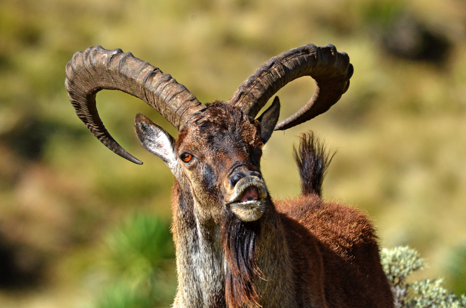 Bock-starker Bock