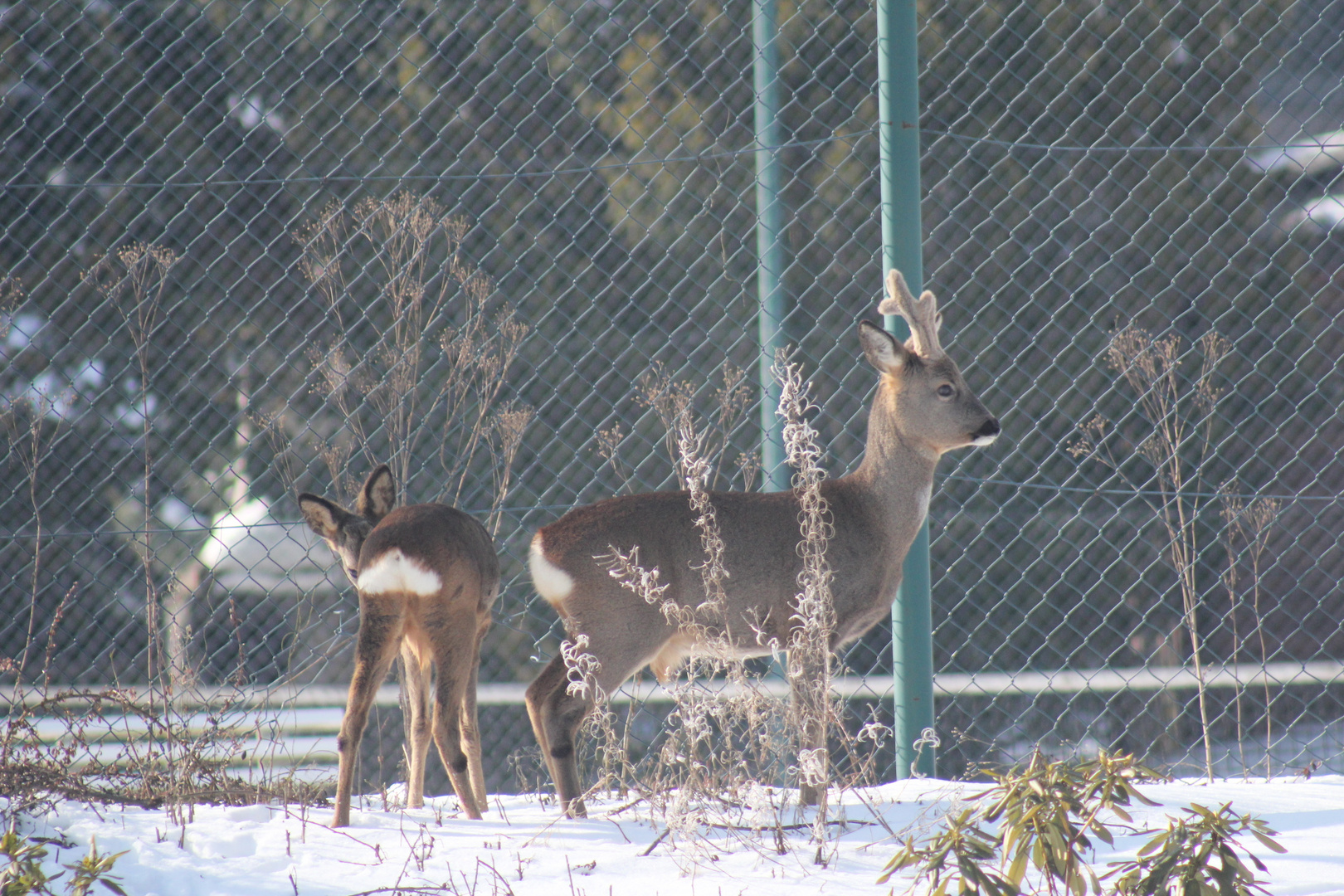 Bock und "Böckchen" im Garten :-)