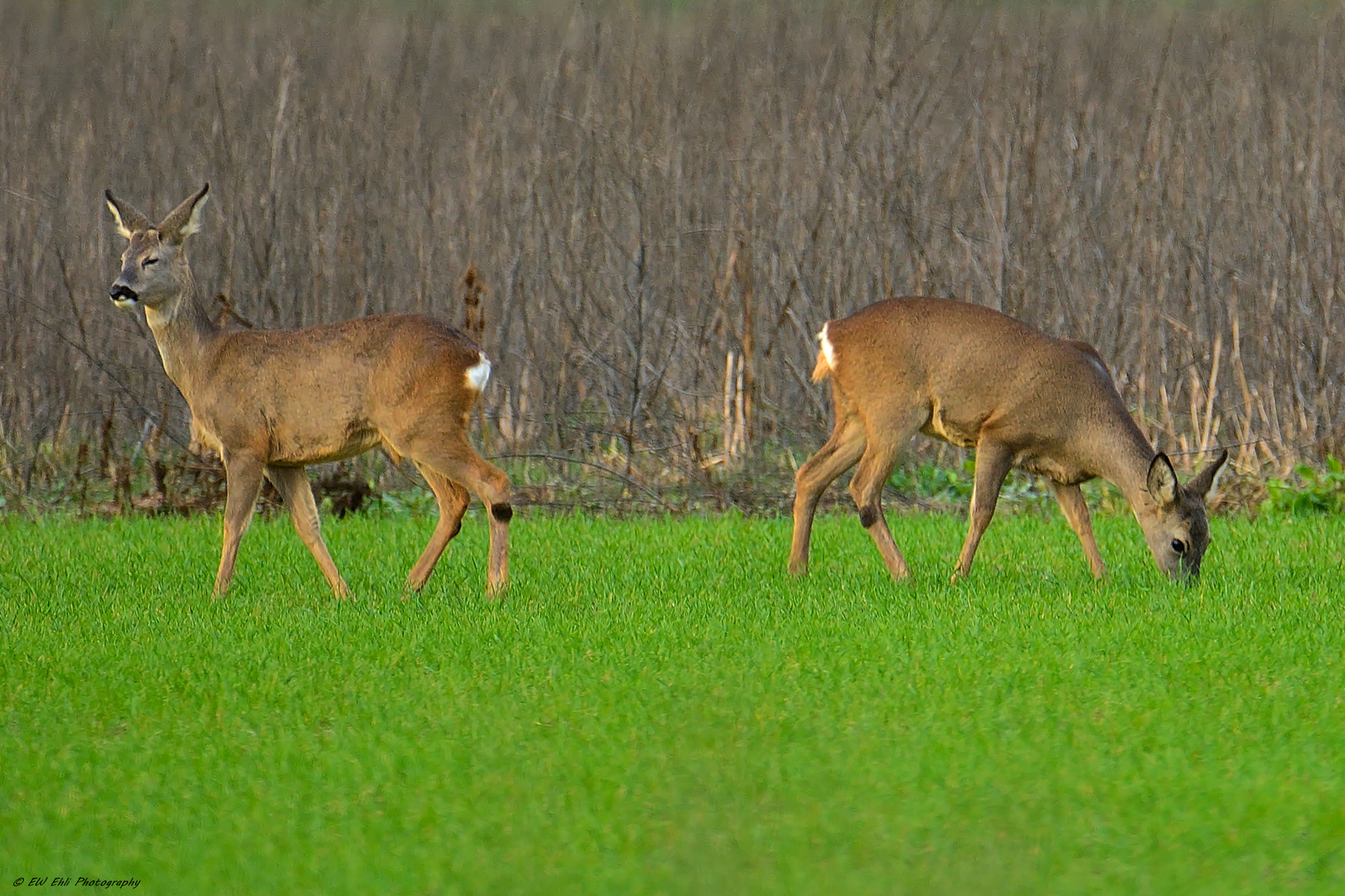 Bock und Geis..