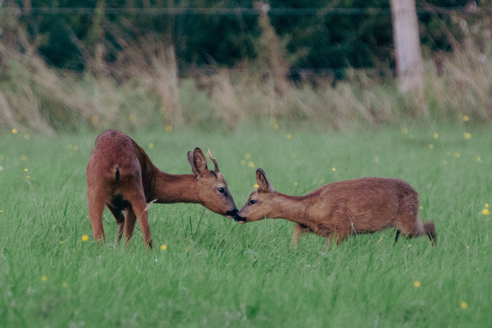 Bock und Reh