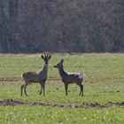 Bock und Ricke