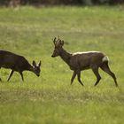 Bock und Ricke im Gegenlicht