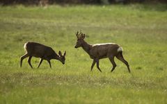 Bock und Ricke im Gegenlicht