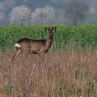 Bock und zwei Ricken