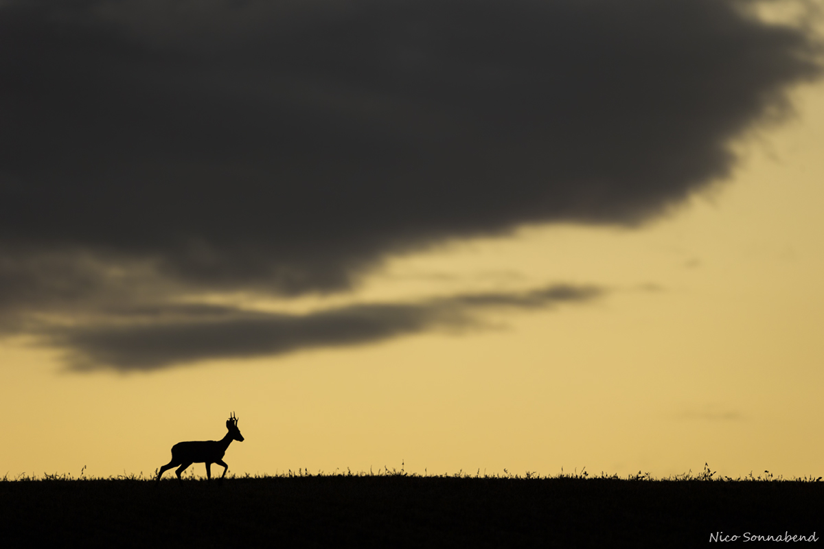 Bock unter Wolken 