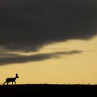 Bock unter Wolken 