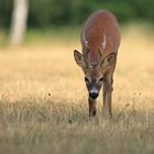 Bock vom August