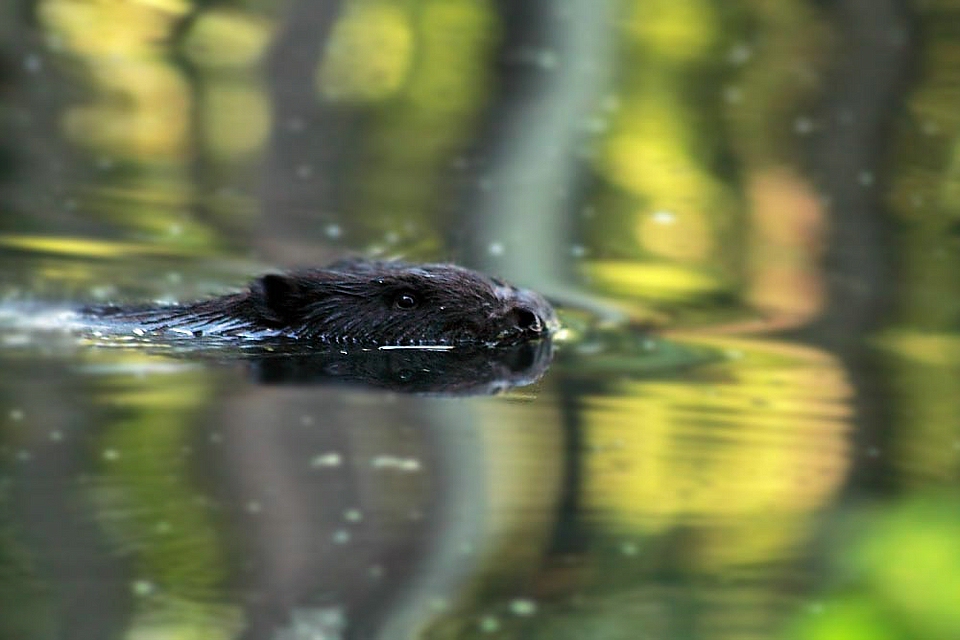 Bockertportrait