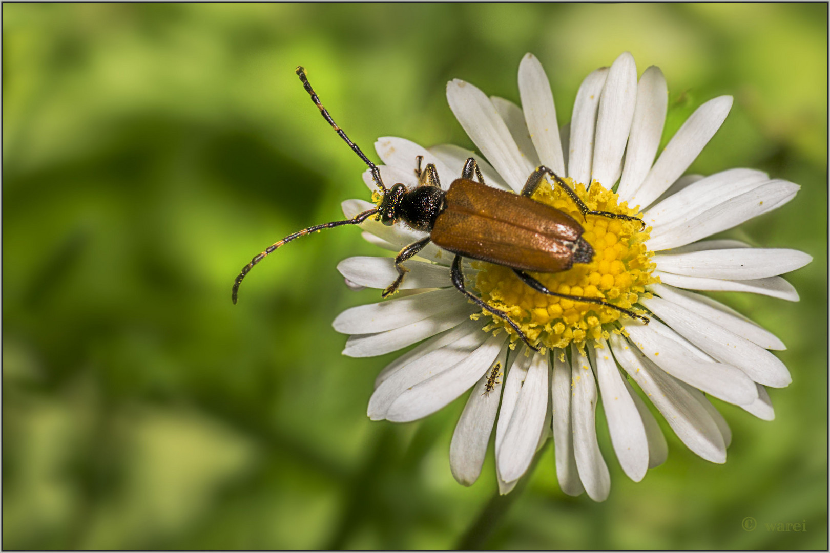 Bockiges Gänseblümchen