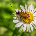 Bockiges Gänseblümchen