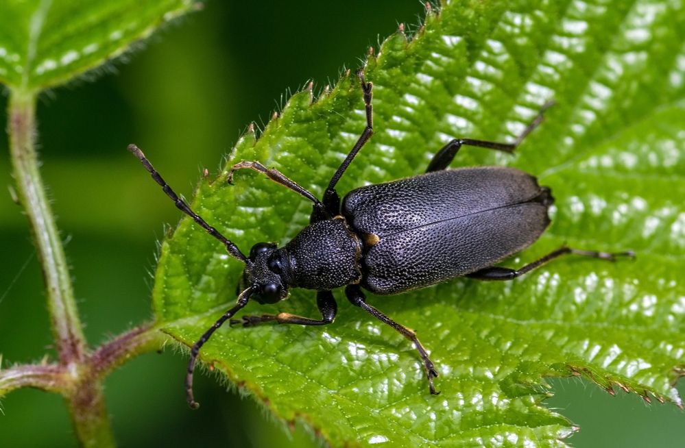 Bockkäfer Foto & Bild tiere, wildlife, insekten Bilder auf
