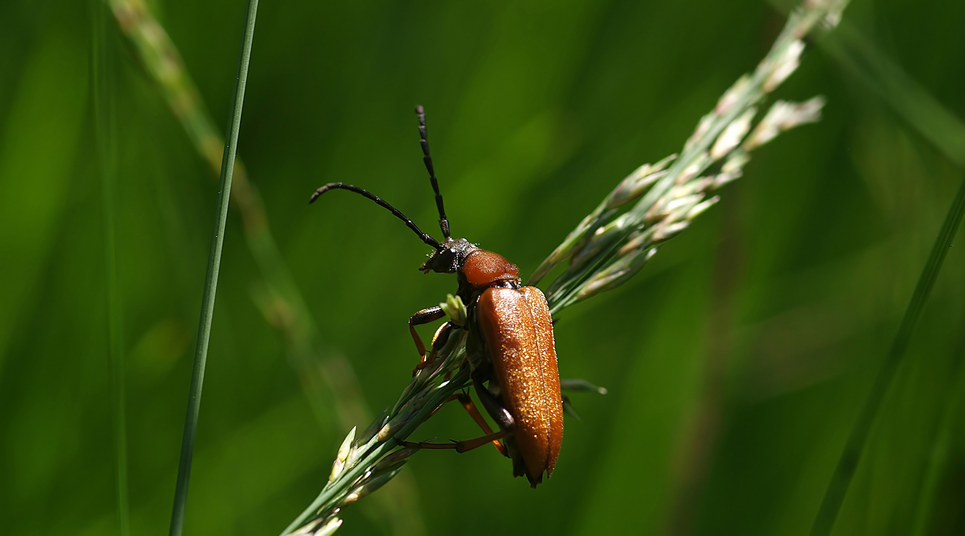 Bockkäfer